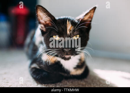 Close up of a kitten laying down looking at camera Stock Photo