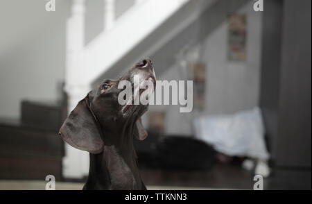 German short-haired pointer looking up at home Stock Photo