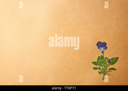 Beautiful dried blossoms on beige paper Stock Photo