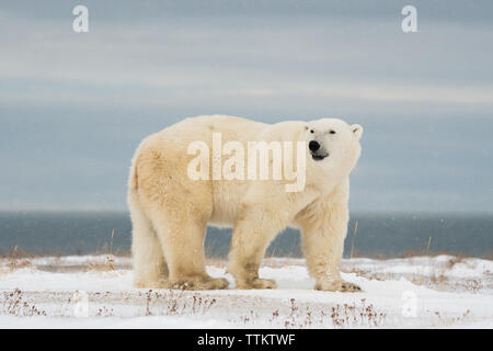 A Polar Bear Big Male Sniffing and the Hudson Bay is his background Stock Photo
