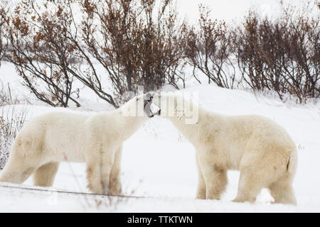 Two Big Polar Bear Males Sparing in Churchill Stock Photo
