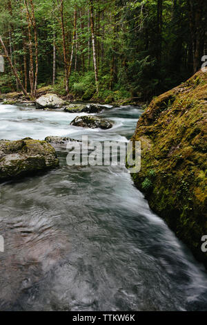 Scenic view of Sol Duc River flowing in forest Stock Photo