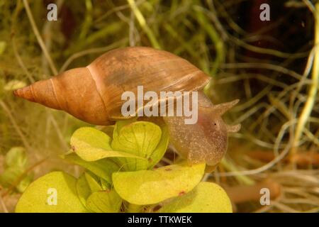 Great pond snail (Lymnaea stagnalis) grazing aquatic vegetation in a garden pond, Wiltshire, UK, February. Stock Photo