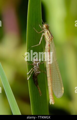 Recently emerged Large red damselfly (Pyrrhosoma nymphula) resting beside its old nymphal skin or exuvium on an Iris leaf in a garden pond, UK. Stock Photo