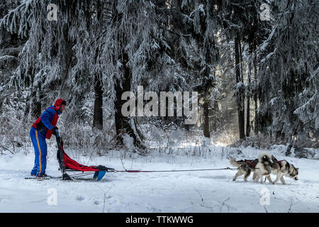 Side view of man dogsledding against trees on snowy field Stock Photo