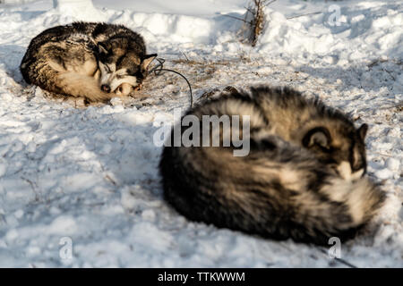 Siberian Huskies sleeping on snowy field Stock Photo