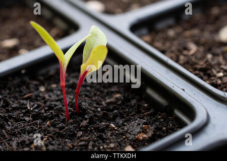 Young growing seedling Stock Photo