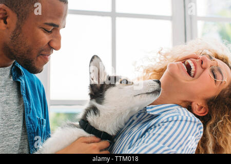 Cheerful couple playing with Siberian Husky at home Stock Photo