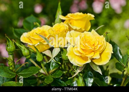 Yellow Roses in full bloom Stock Photo