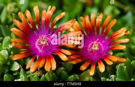 Delosperma ‘Fire Spinner’ Stock Photo