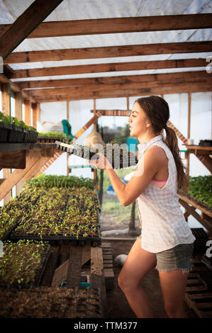 Side view of female farmer holding seedling tray in greenhouse Stock Photo