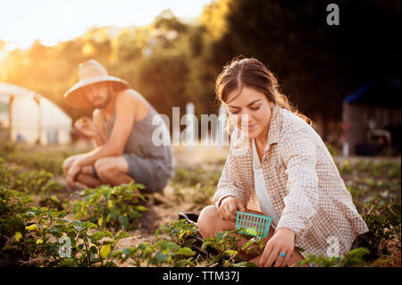 Male and female farmers harvesting fresh green chilies at farm Stock Photo