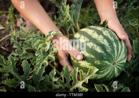 Overhead view of female farmer holding freshly harvested watermelon at farm Stock Photo