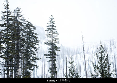 winter view of mountain, forest and trees burnt in forest fire Stock Photo