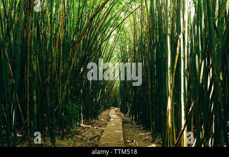 Boardwalk amidst bamboo trees in forest Stock Photo