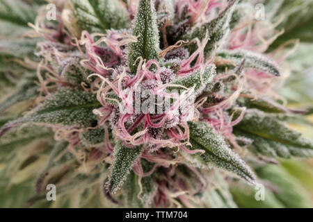 Extreme close-up of cannabis plant growing in greenhouse Stock Photo