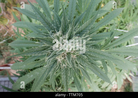Overhead view of cannabis plant growing in greenhouse Stock Photo
