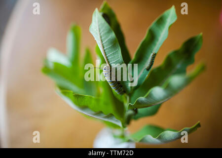 Close-up of caterpillars crawling on leaves at home Stock Photo