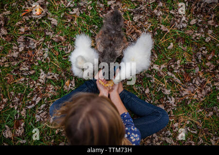 Overhead view of girl feeding baby chickens while sitting on field at farm Stock Photo