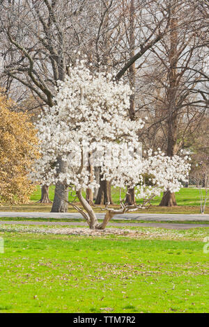 Star Magnolia in bloom, along side a holly with browned leaves, at a St. Louis city park in spring. Stock Photo