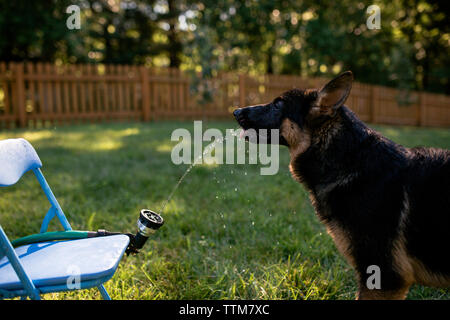 Side view of German Shepherd drinking water from garden hose on grassy field at backyard Stock Photo