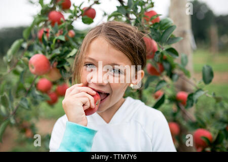 Portrait of cute girl biting apple while standing against fruit trees Stock Photo