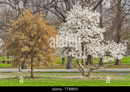 Star Magnolia in bloom, along side a holly with browned leaves, at a St. Louis city park in spring. Stock Photo