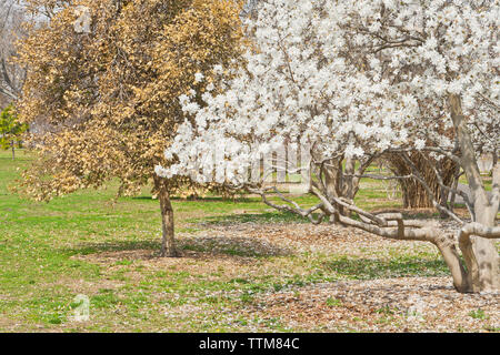 Star Magnolia in bloom at a St. Louis park in spring, along with browned holly leaves. Stock Photo