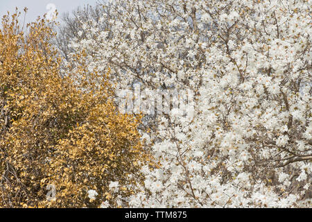 Star Magnolia in bloom in spring, along with browned holly leaves. Stock Photo