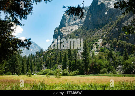 Scenic view of mountains in forest at Kings Canyon National Park Stock Photo