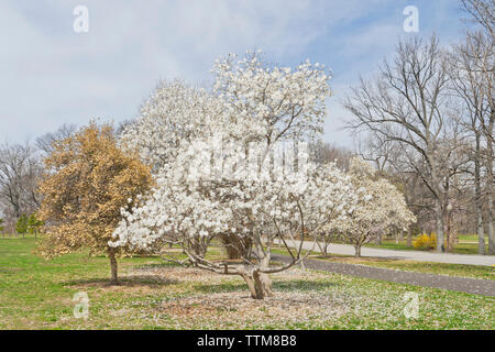 Star Magnolia in bloom at a St. Louis city park in spring. Stock Photo