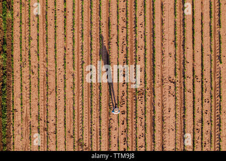 Aerial view of farmer in soybean field flying a drone with remote controller Stock Photo
