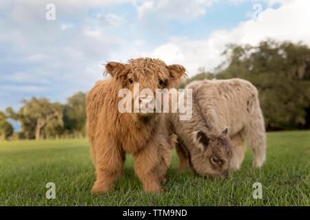 Calves grazing on grassy field against cloudy sky Stock Photo