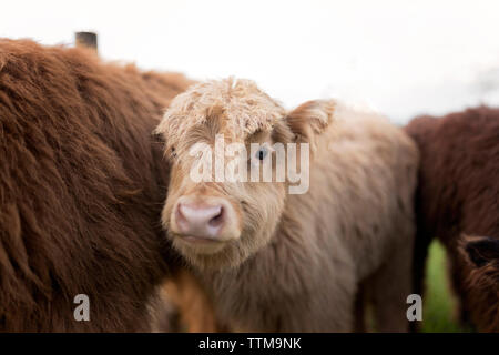 Calves standing on grassy field against clear sky Stock Photo