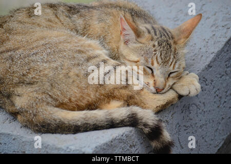 Domestic cat sleeping on concrete fence Stock Photo