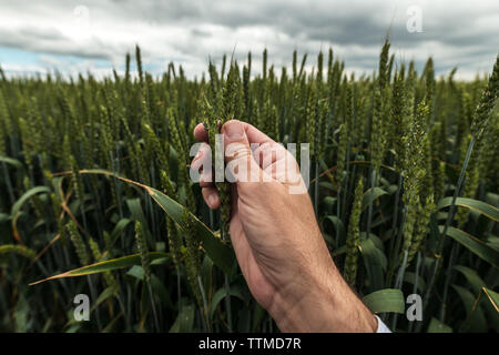 Farmer examining ear of wheat, close up of male hand Stock Photo