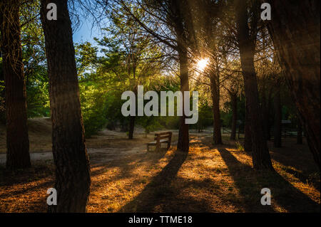 Lonely bench in pine forest at sunrise with sunbeams in Spain Stock Photo