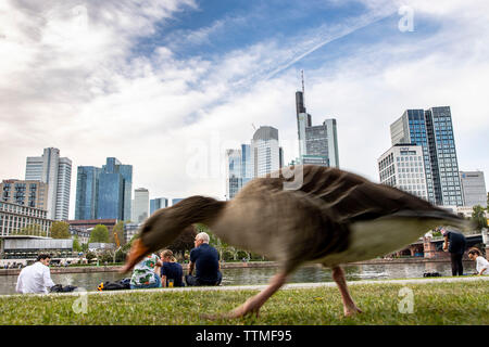 Frankfurt am Main, view of the skyline of the city center, from the left bank of the Main, river side walk, Stock Photo