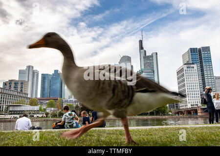 Frankfurt am Main, view of the skyline of the city center, from the left bank of the Main, river side walk, Stock Photo