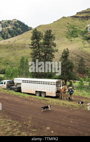 USA, Oregon, Joseph, Cowboys Todd Nash and Cody Ross prepare for a cattle drive up Big Sheep Creek Stock Photo