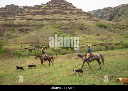 USA, Oregon, Joseph, Cowboy Cody Ross moves cattle from the Wild Horse Drainage down to the canyon floor by Big Sheep Creek Stock Photo