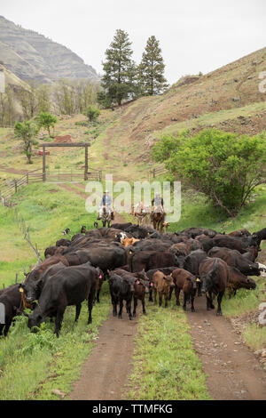 USA, Oregon, Joseph, Cowboys Todd Nash and Cody Ross move cattle from the Wild Horse Creek up Big Sheep Creek to Steer Creek Stock Photo