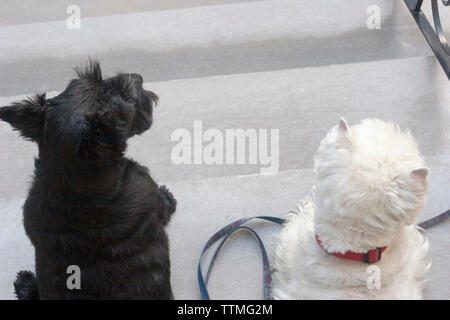 Adult female black Scottish Terrier (Scottie) dog and adult male West Highland White Terrier (Westie) sitting on front steps. Photographed from above. Stock Photo