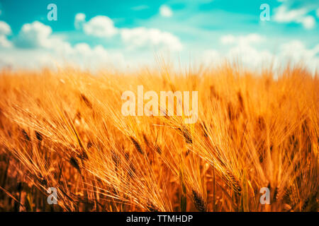 Ripe harvest ready barley field and  beautiful summer sky with clouds in background Stock Photo
