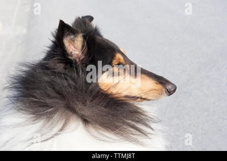 Head profile of adult male tri-color rough Collie dog standing outside, looking straight ahead, ears up, alert Stock Photo