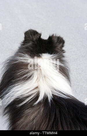 Adult male tri-color rough Collie dog standing on pavement facing away from the camera and looking straight ahead, ears up, alert Stock Photo