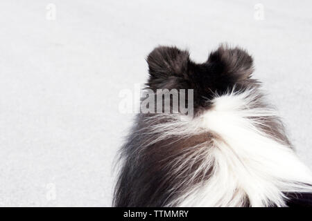 Adult male tri-color rough Collie dog standing on pavement facing away from the camera and looking straight ahead, ears up, alert Stock Photo