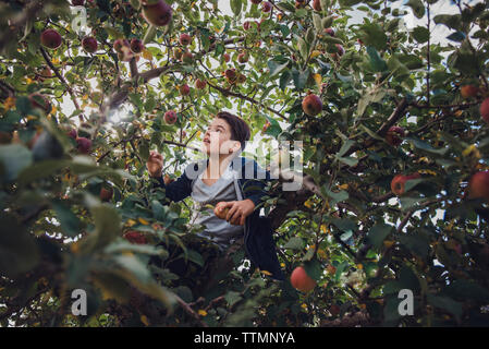 Boy sitting on apple tree in orchard Stock Photo