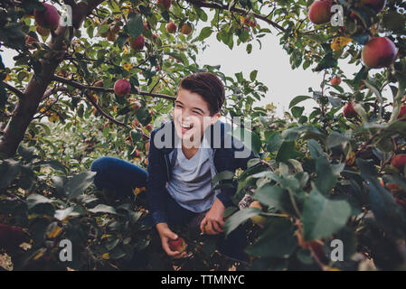 Cheerful boy sitting on apple tree in orchard Stock Photo
