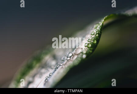 Close-up of wet leaf during rainy season Stock Photo